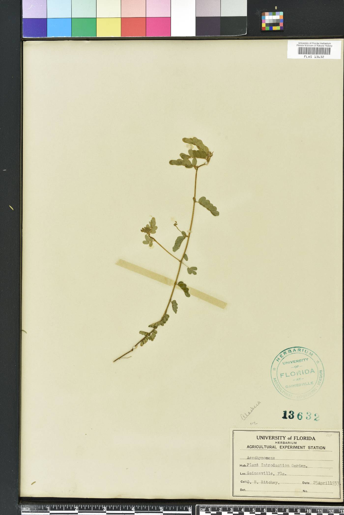 Aeschynomene falcata image