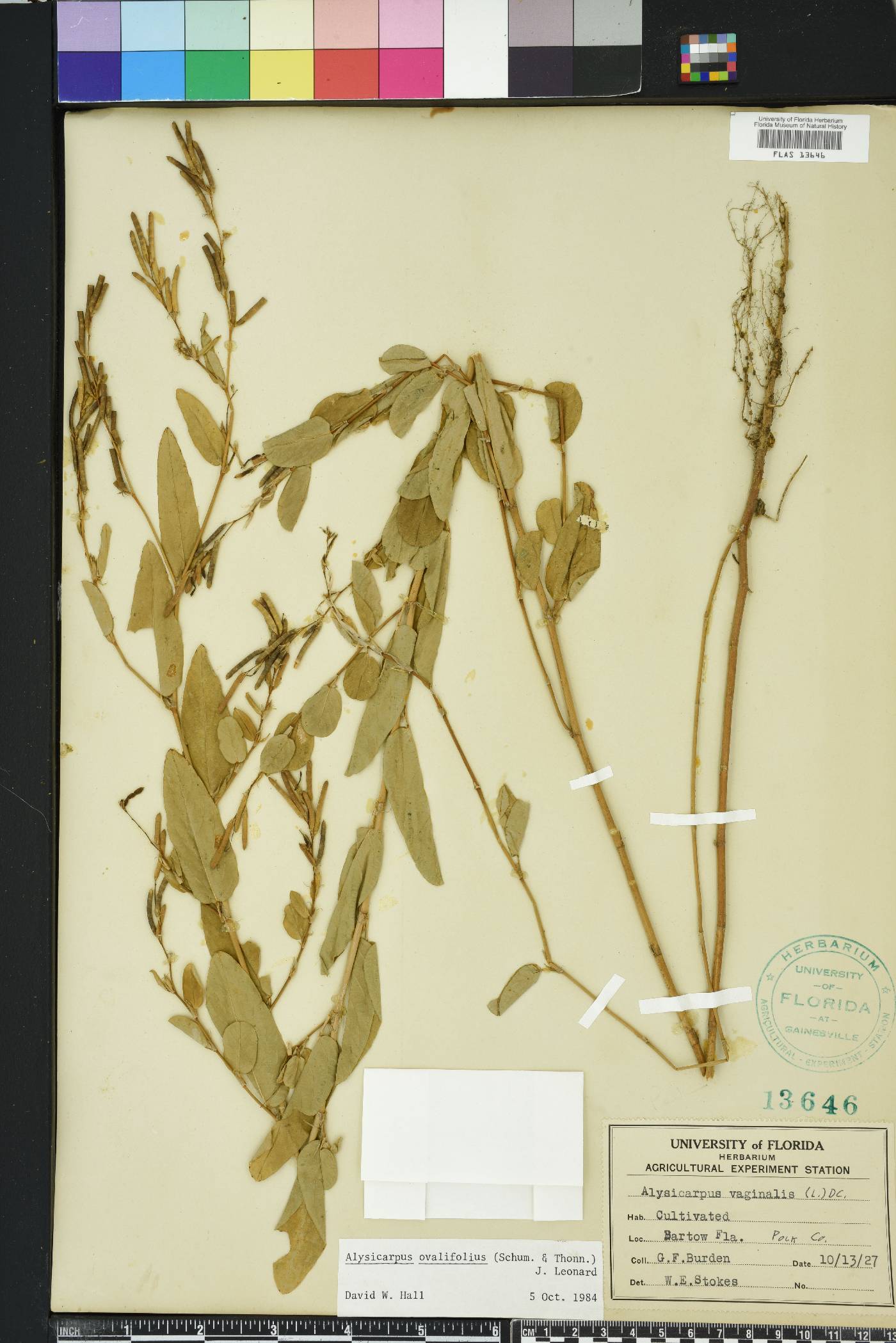 Alysicarpus ovalifolius image