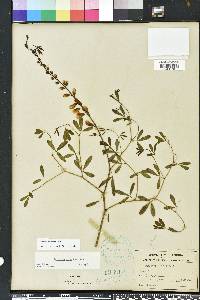 Baptisia albescens image