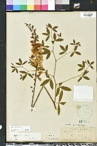 Baptisia albescens image