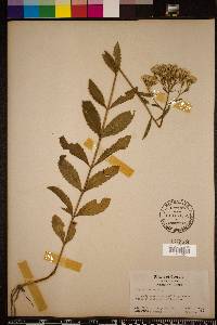 Eupatorium album image