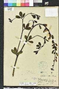 Baptisia alba image