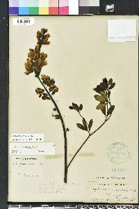 Baptisia alba image