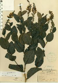 Baptisia simplicifolia image