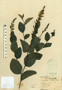 Baptisia simplicifolia image