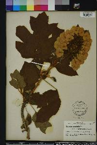Hydrangea quercifolia image