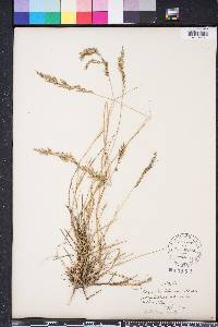 Eragrostis bahiensis image