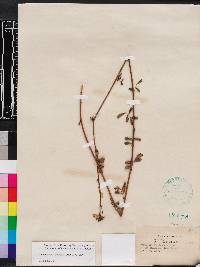 Chapmannia floridana image