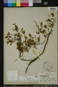 Crataegus michauxii image