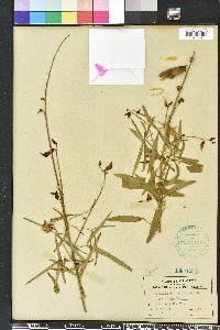 Crotalaria ochroleuca image