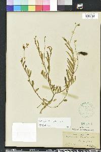 Crotalaria rotundifolia image