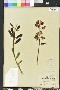 Crotalaria retusa image