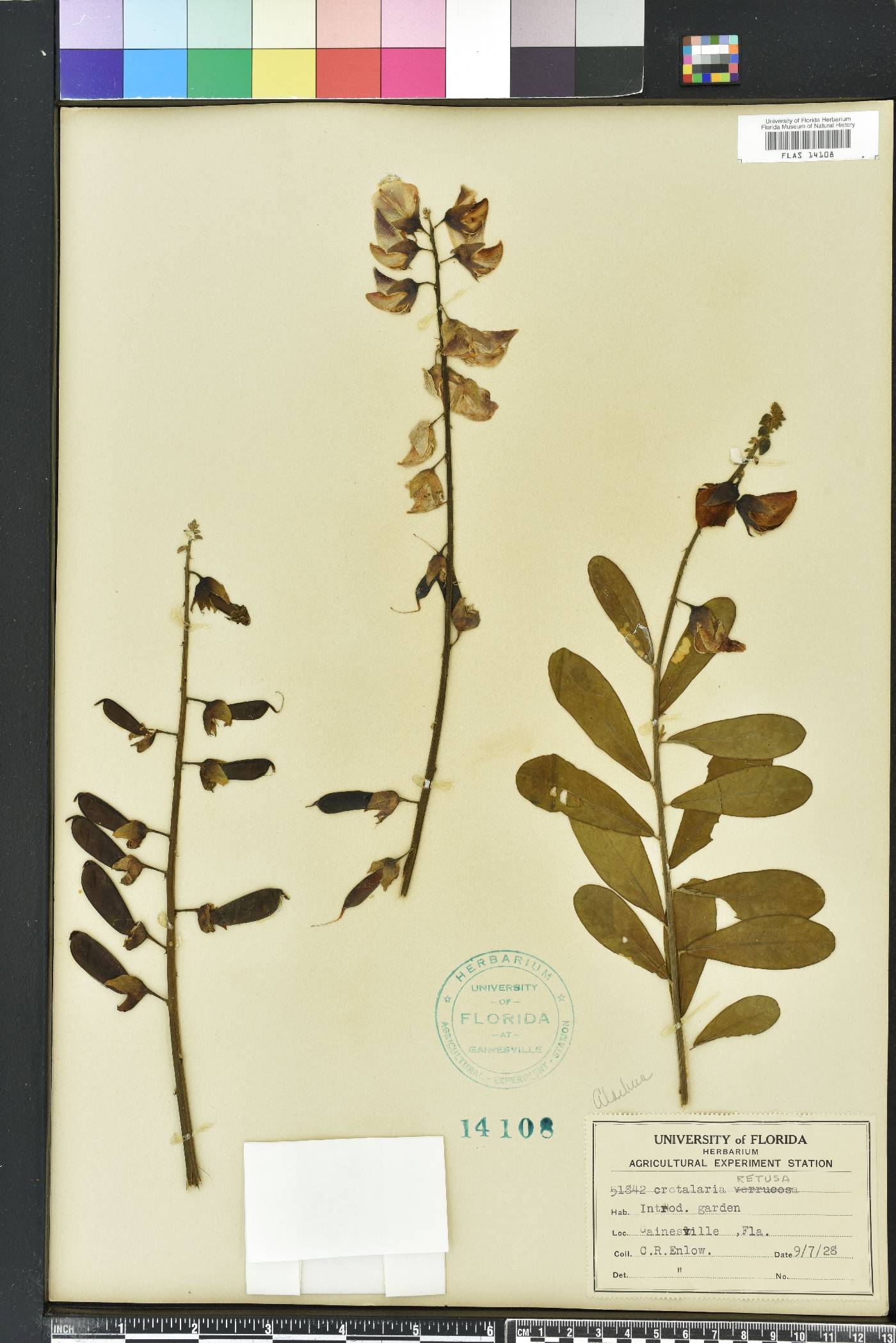 Crotalaria retusa image