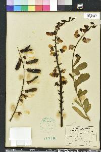 Crotalaria retusa image