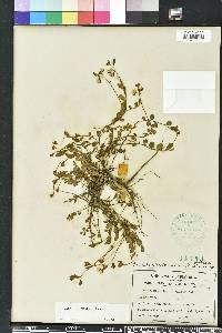 Crotalaria rotundifolia image