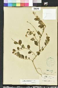 Crotalaria rotundifolia image