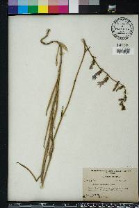 Lobelia glandulosa image