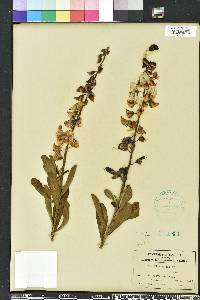 Crotalaria retusa image