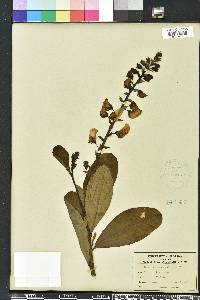 Crotalaria spectabilis image