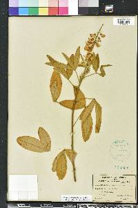 Crotalaria trichotoma image