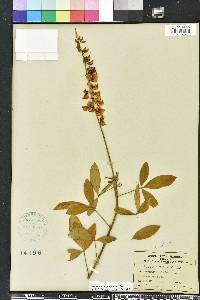 Crotalaria trichotoma image