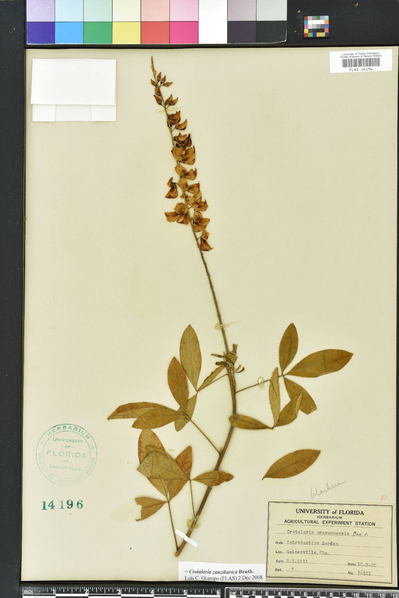 Crotalaria trichotoma image