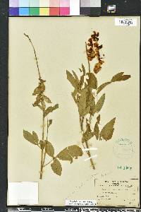 Crotalaria trichotoma image