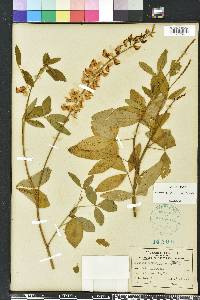 Crotalaria trichotoma image