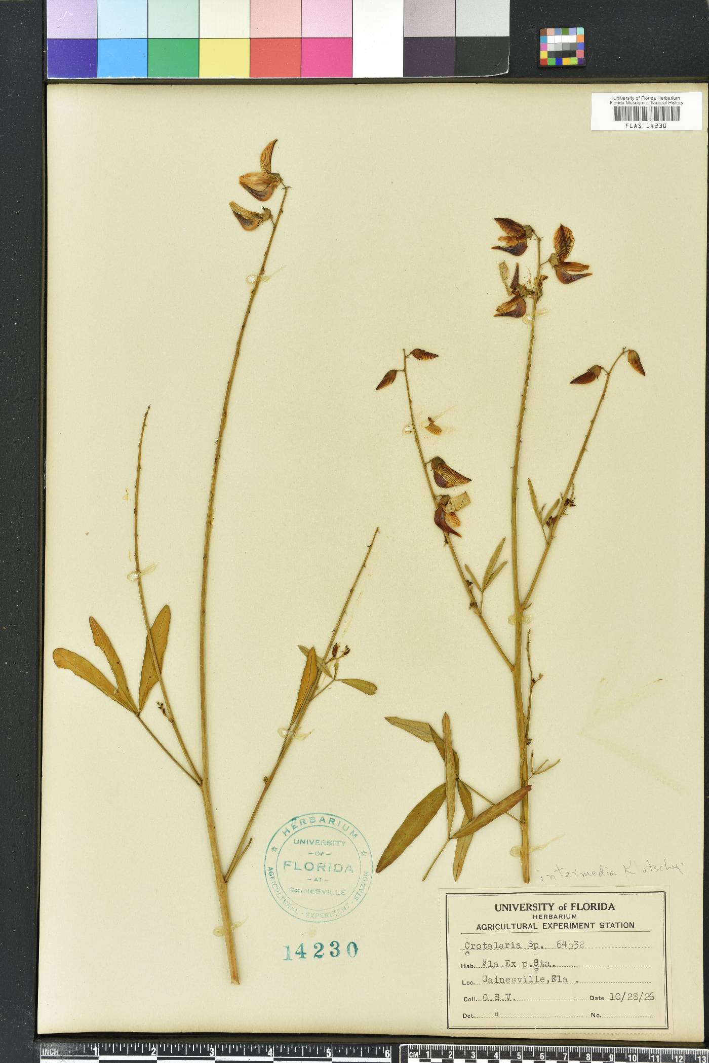 Crotalaria ochroleuca image