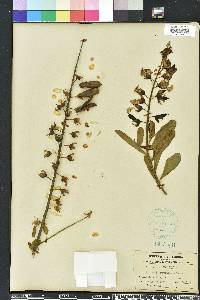 Crotalaria retusa image