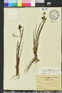 Sisyrinchium xerophyllum image