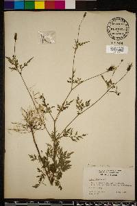 Bidens bipinnata image