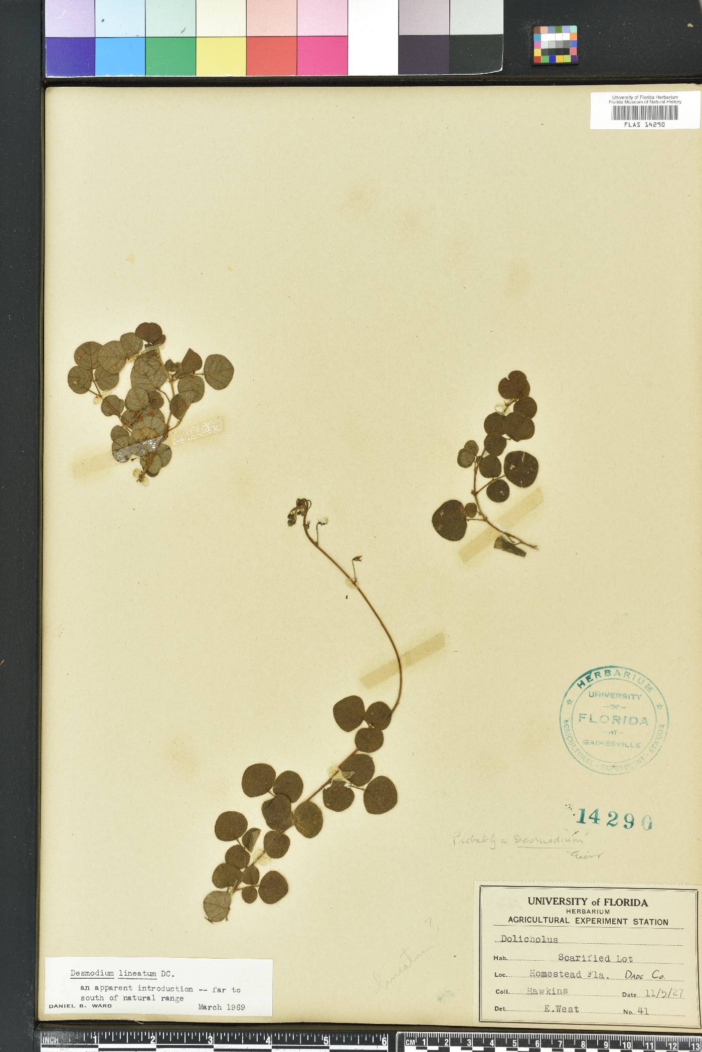 Desmodium lineatum image