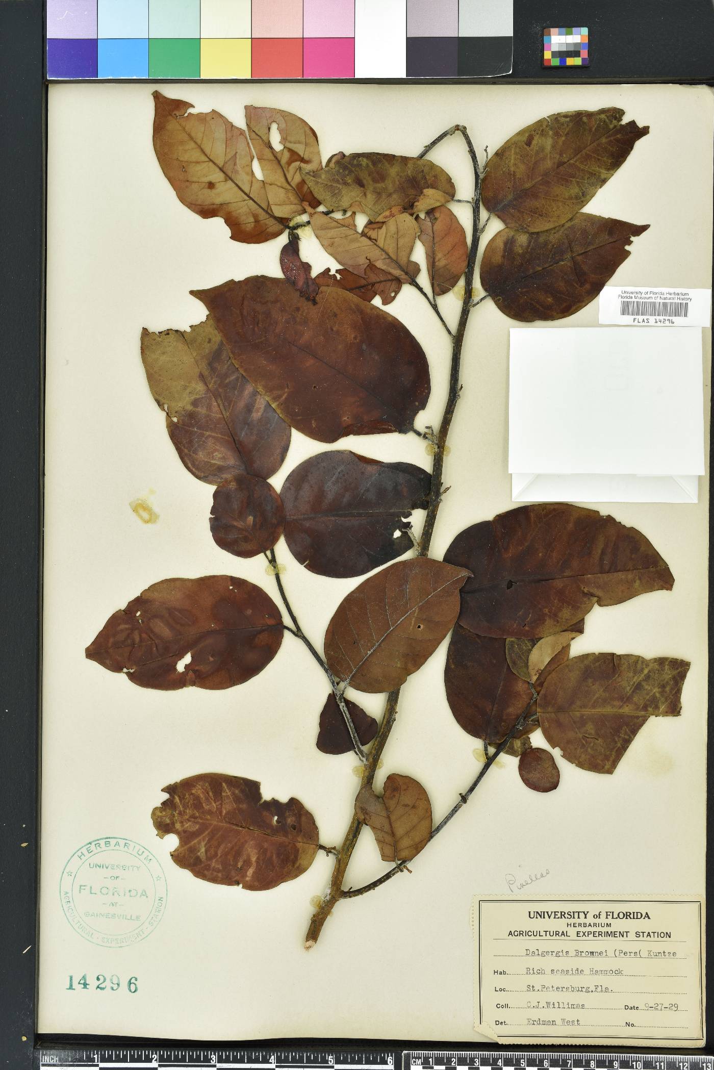 Dalbergia ecastaphyllum image