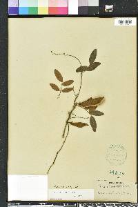 Galactia elliottii image