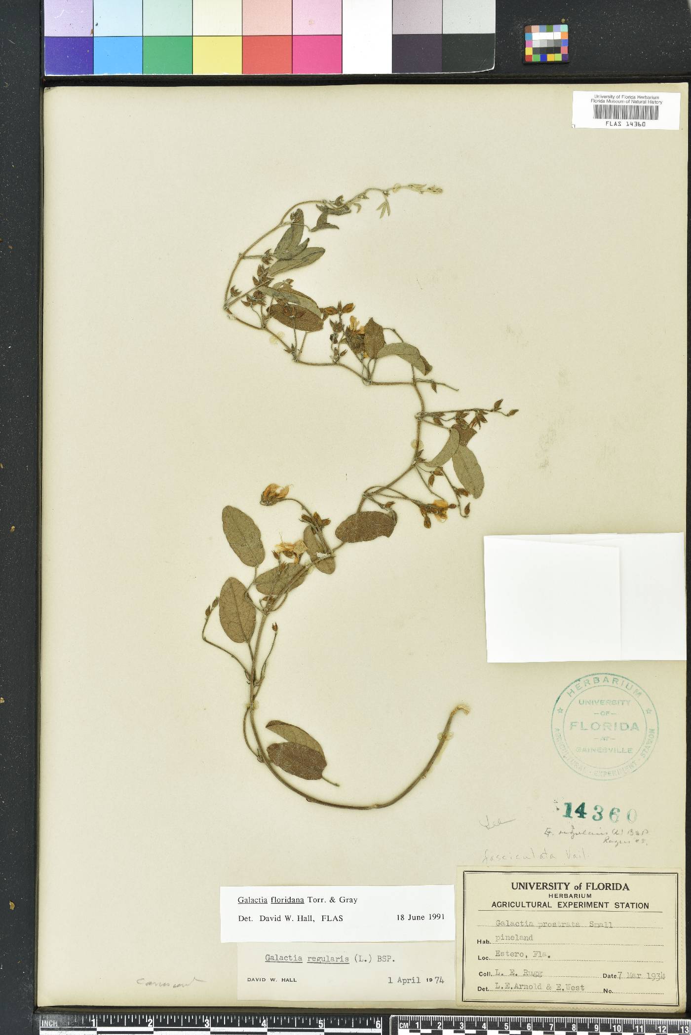 Galactia floridana image