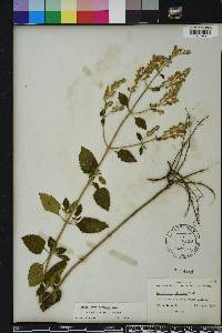 Scutellaria incana image