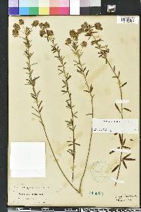 Lespedeza angustifolia image