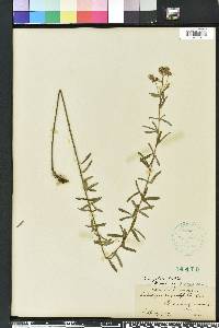 Lespedeza angustifolia image