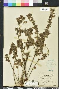 Lespedeza hirta image