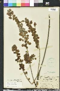 Lespedeza hirta image