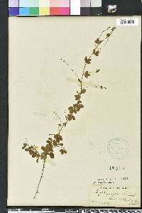 Lespedeza repens image