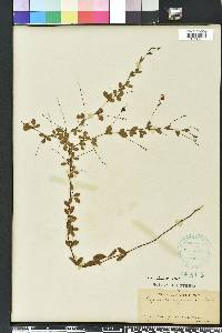 Lespedeza repens image