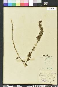 Lespedeza stuevei image