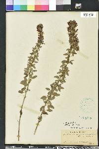 Lespedeza stuevei image