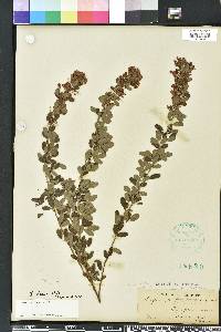 Lespedeza stuevei image