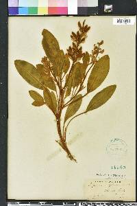 Lupinus diffusus image