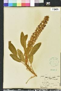 Lupinus villosus image