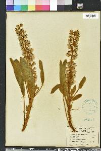 Lupinus villosus image