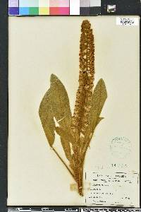 Lupinus villosus image